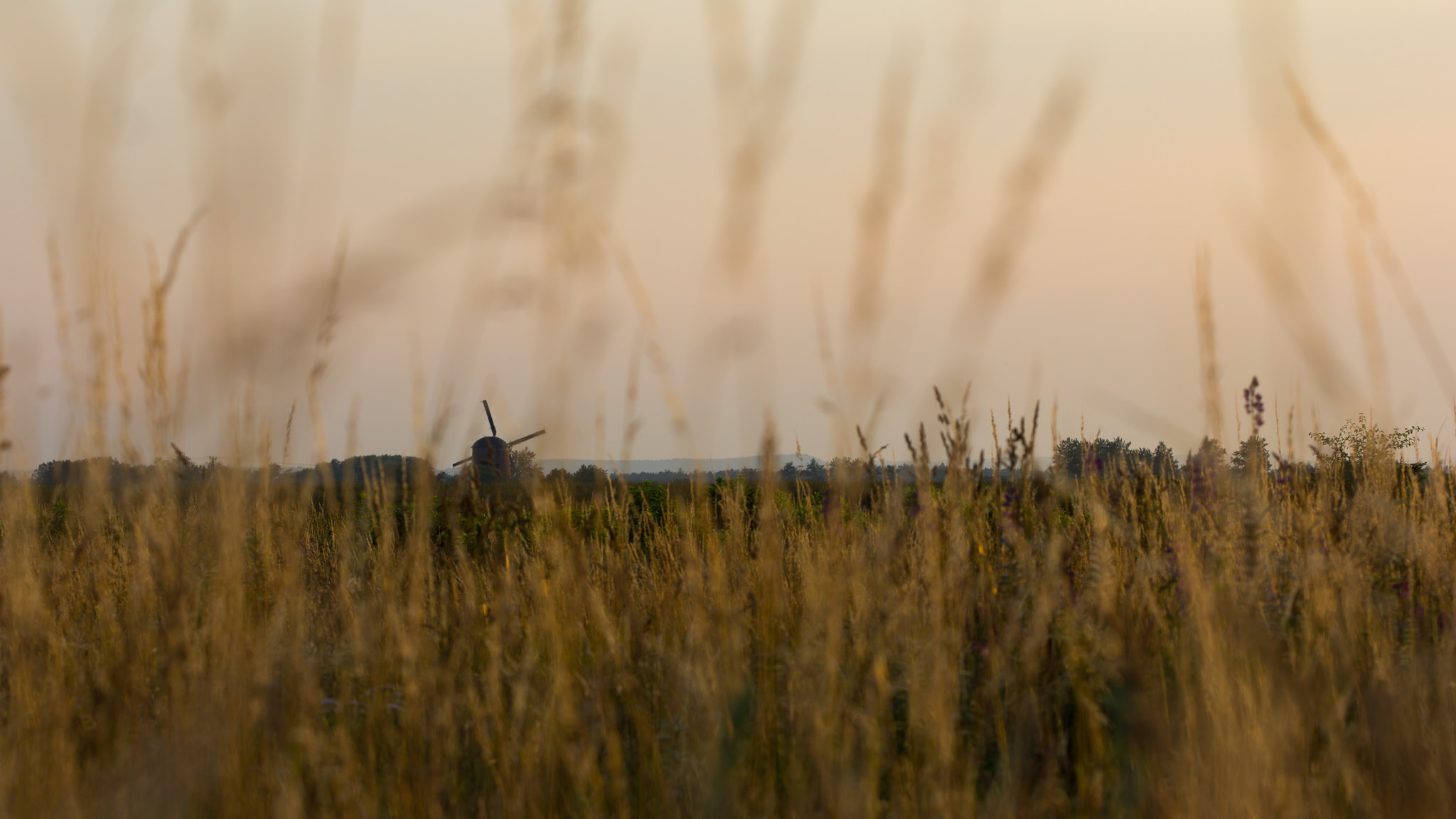 Młyn wiatrowy w Zdrzewnie