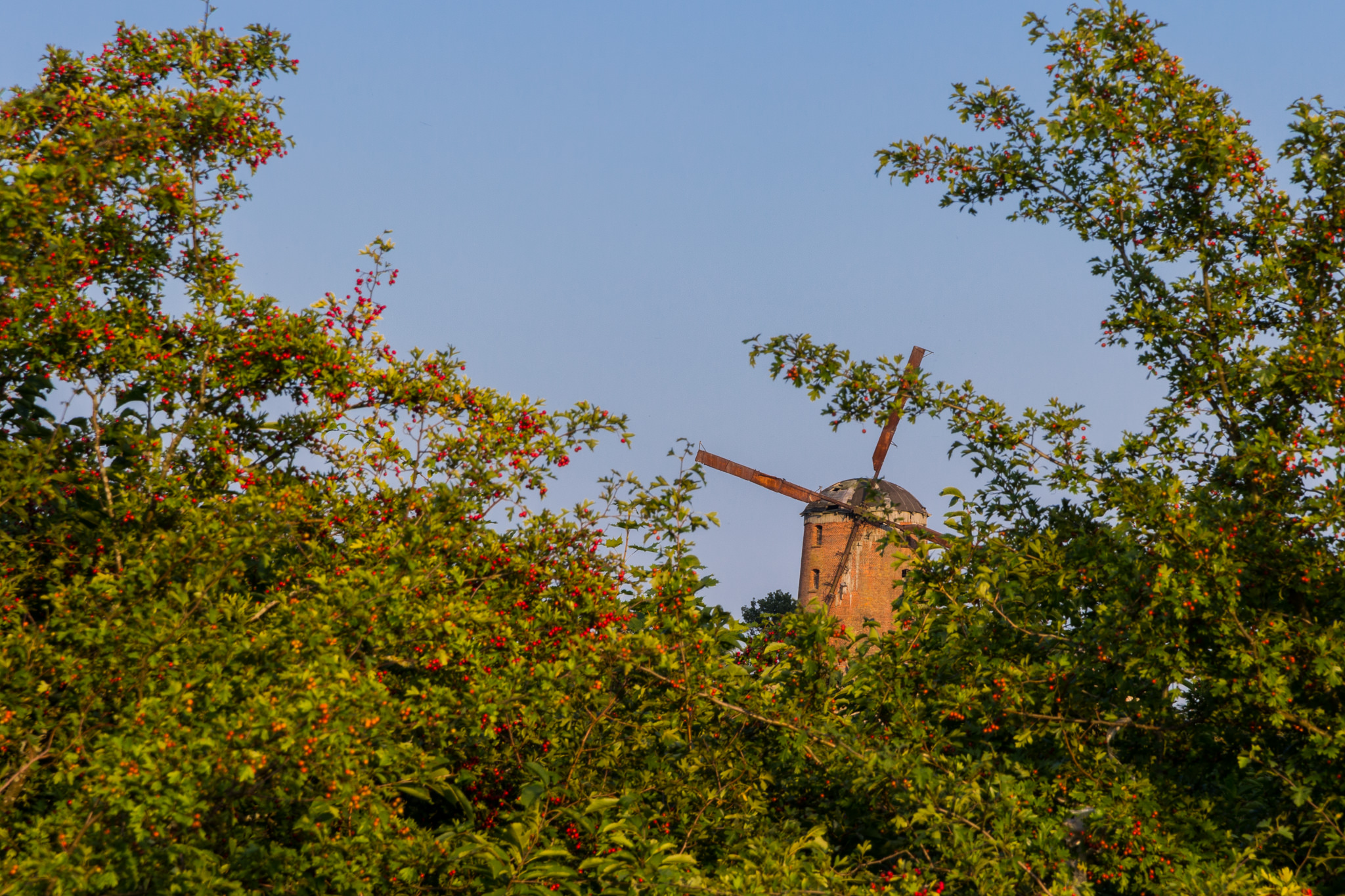 Młyn wiatrowy w Zdrzewnie