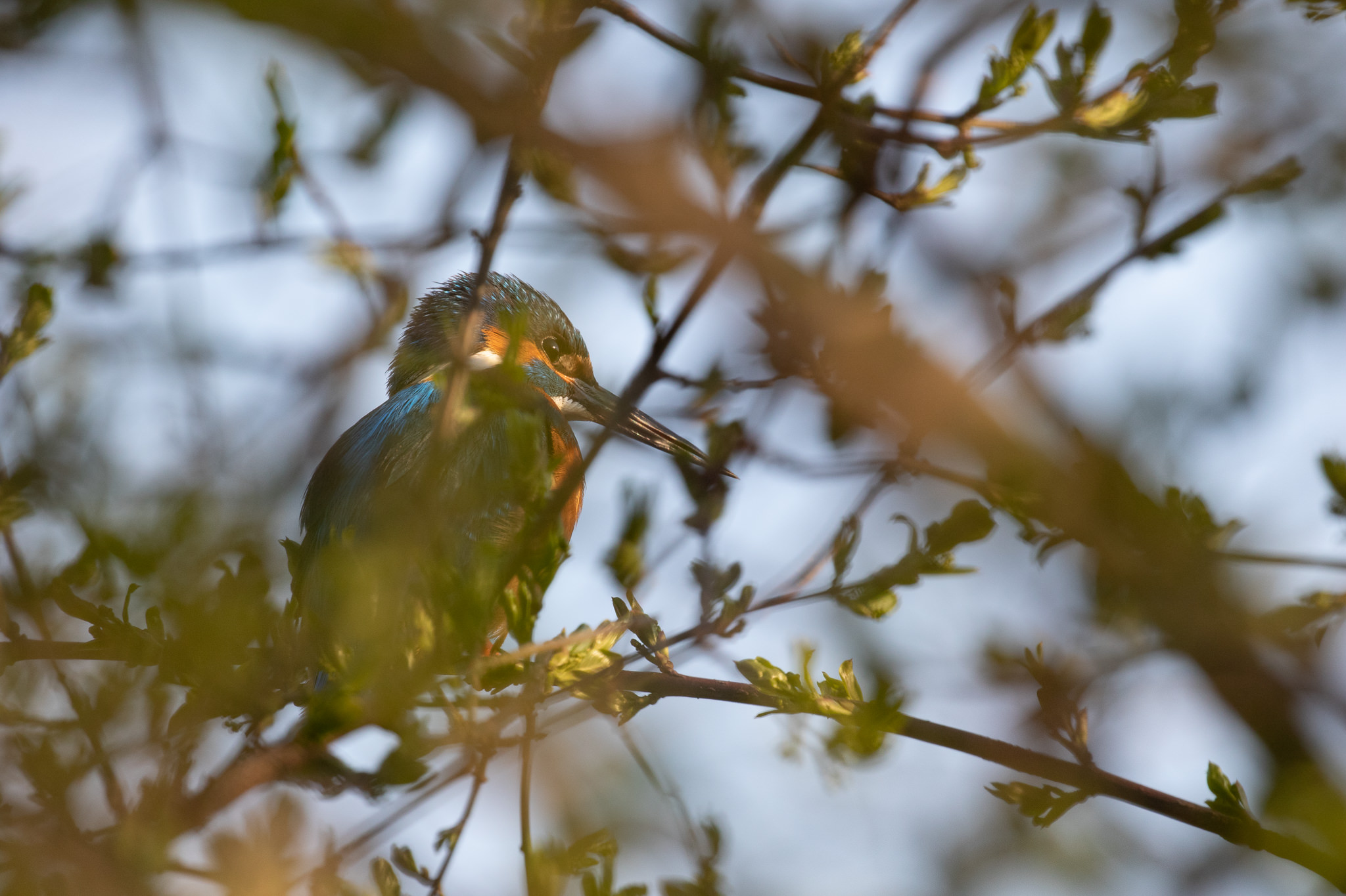 Zimorodek Alcedo Atthis