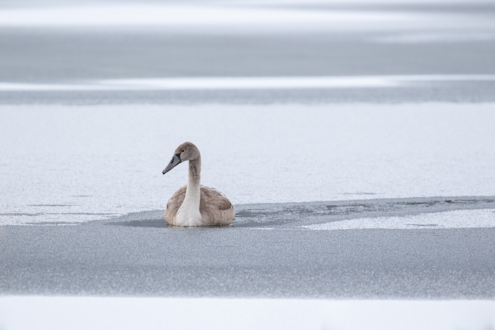 Łabędź Niemy Cygnus olor