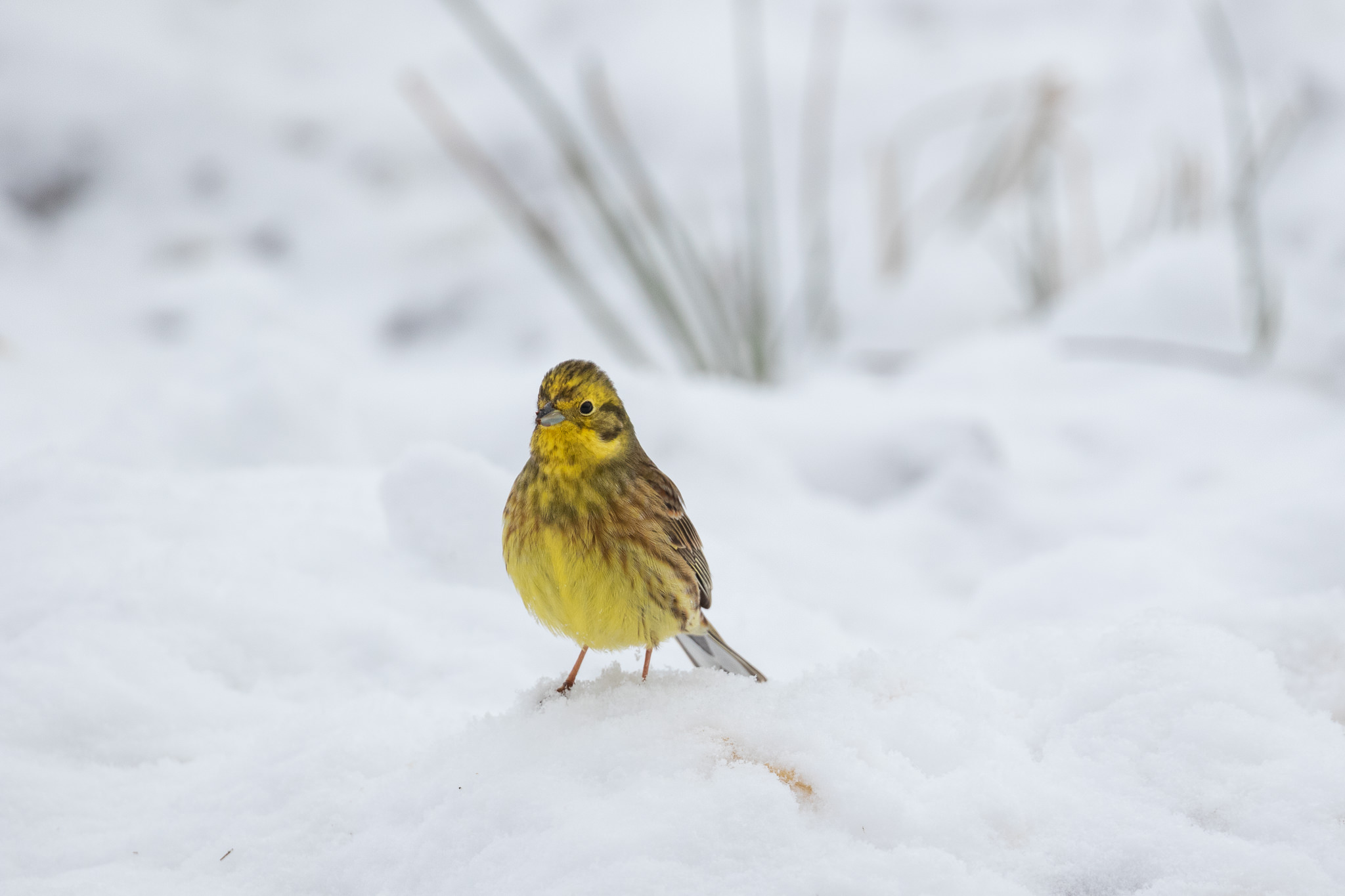 Trznadel Emberiza Citrinella