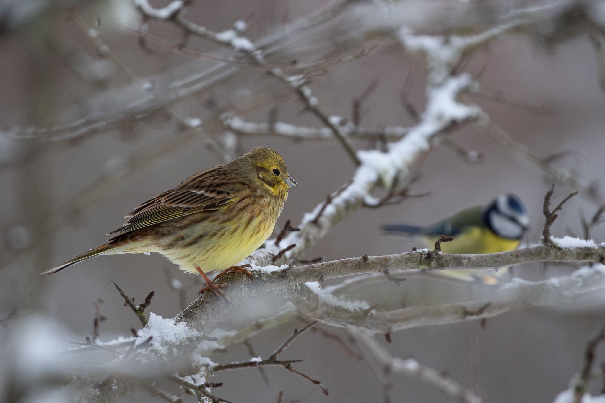 Trznadel Emberiza Citrinella