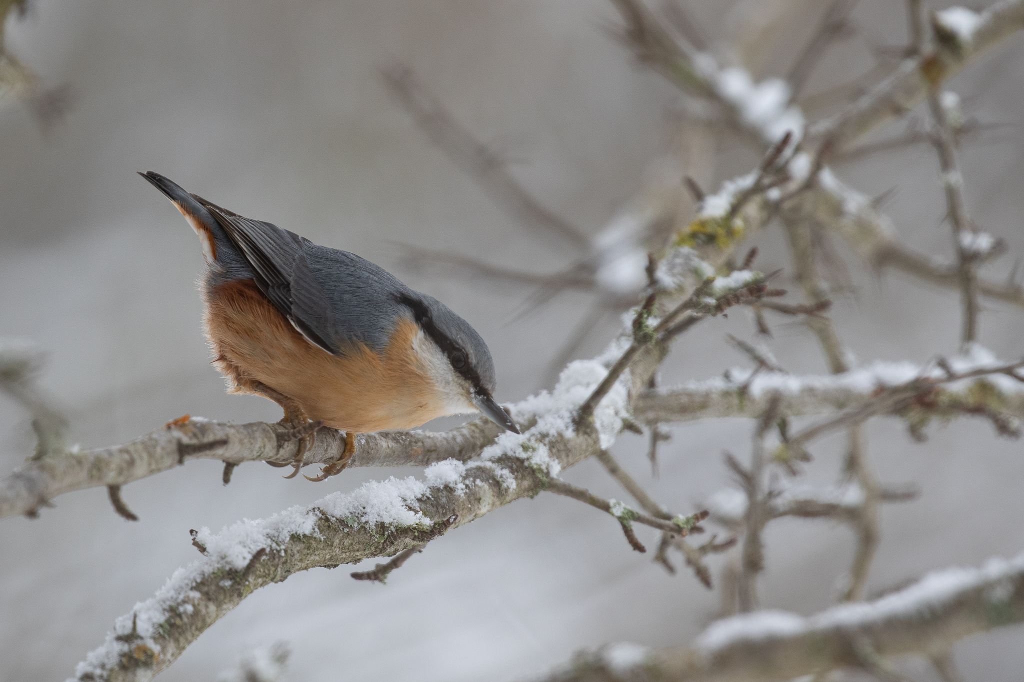 Kowalik Sitta europaea