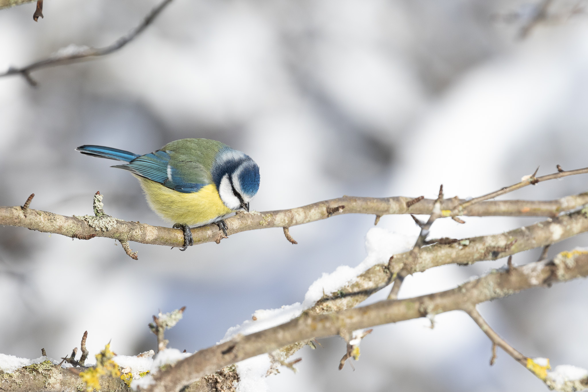 Modraszka Cyanistes caeruleus