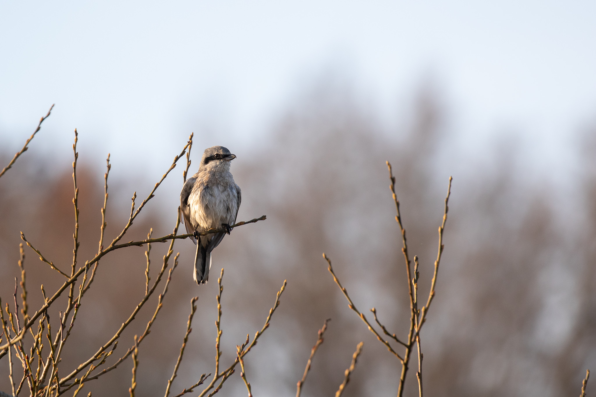 Dzierzba Srokosz Lanius excubiotr