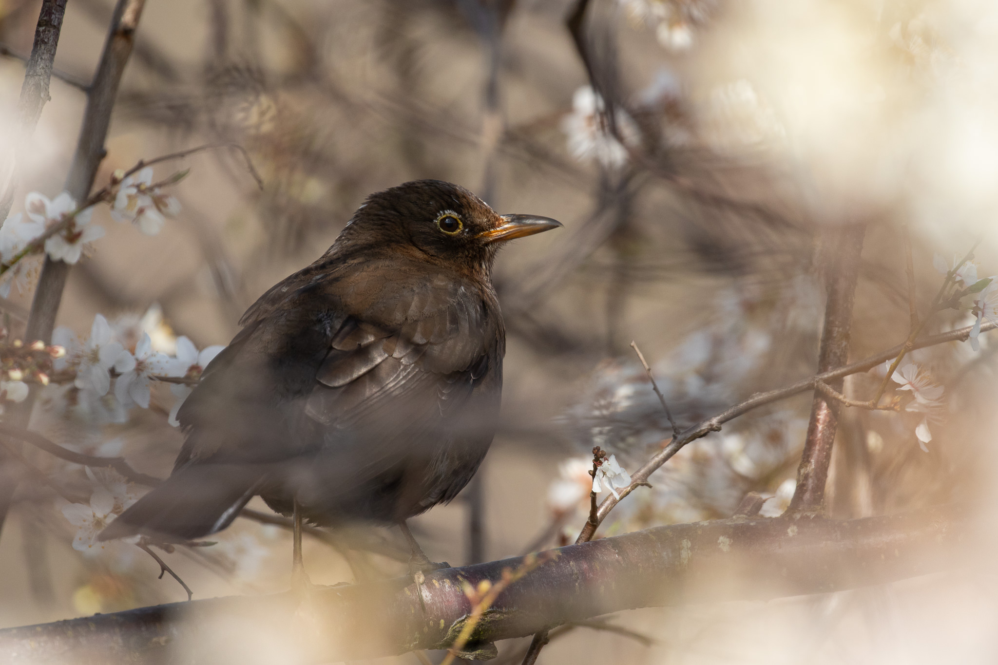 Kos (samica) - Turdus merula