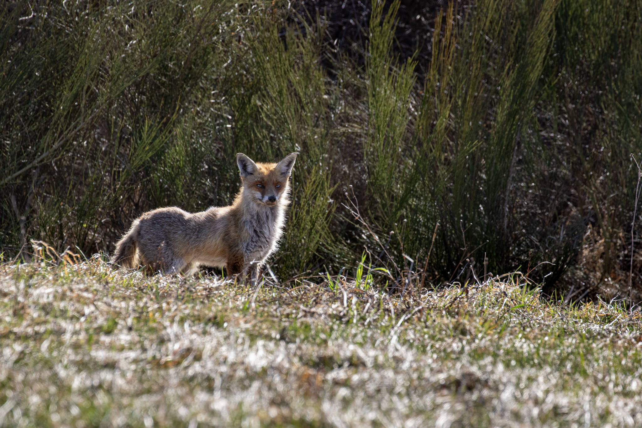 Lis rudy Vulpes vulpes