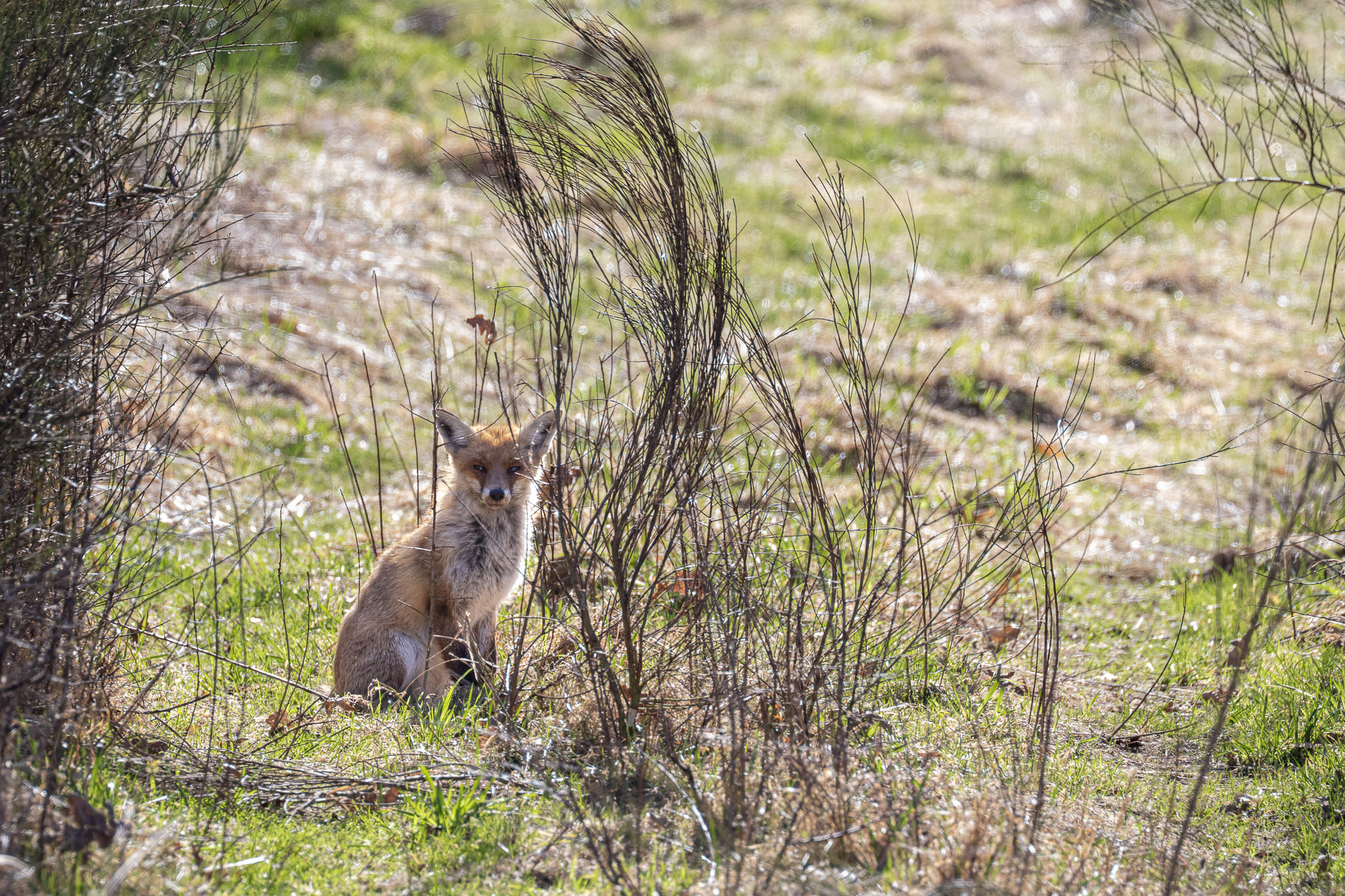 Lis rudy Vulpes vulpes