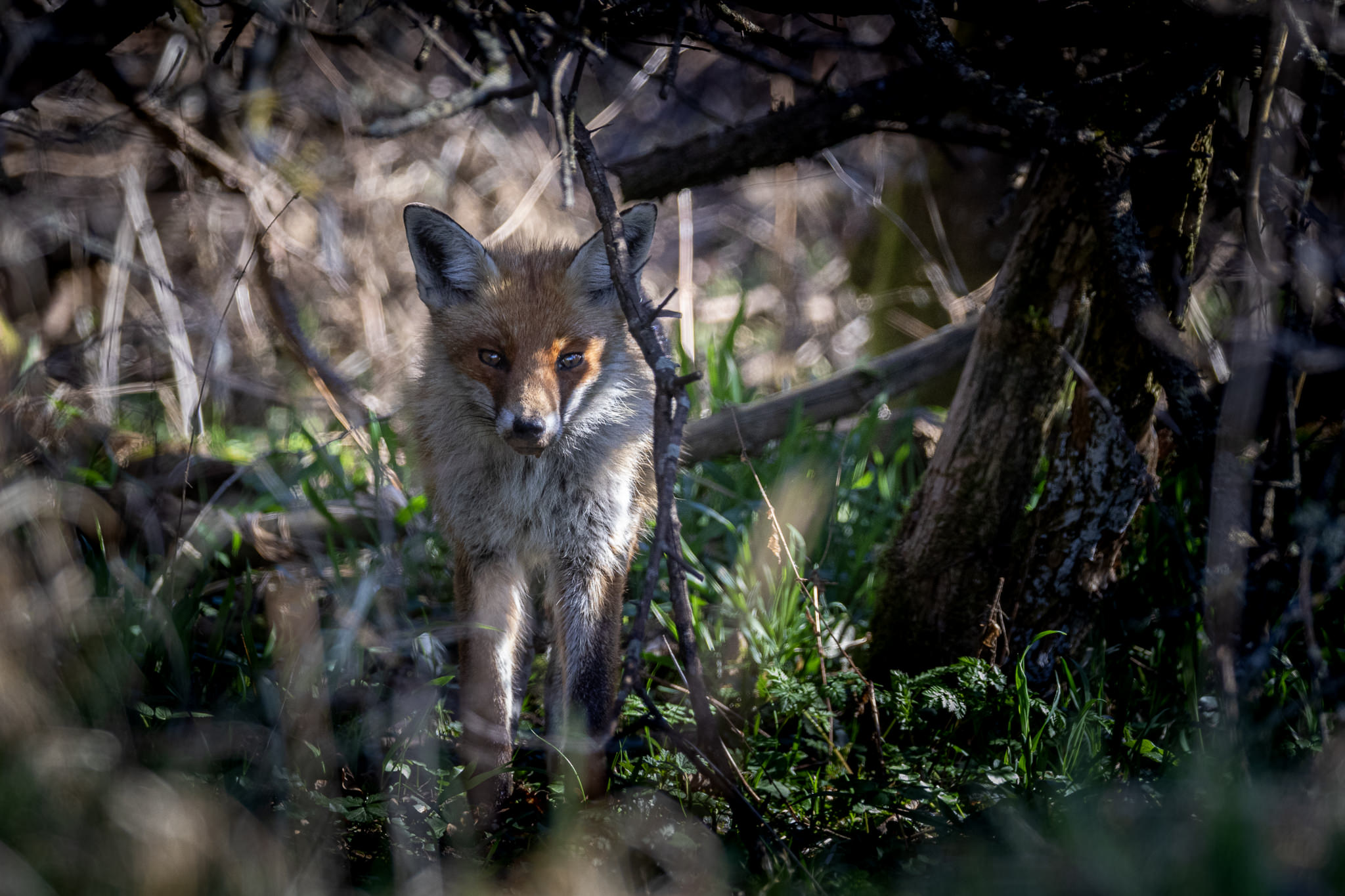 Lis rudy Vulpes vulpes
