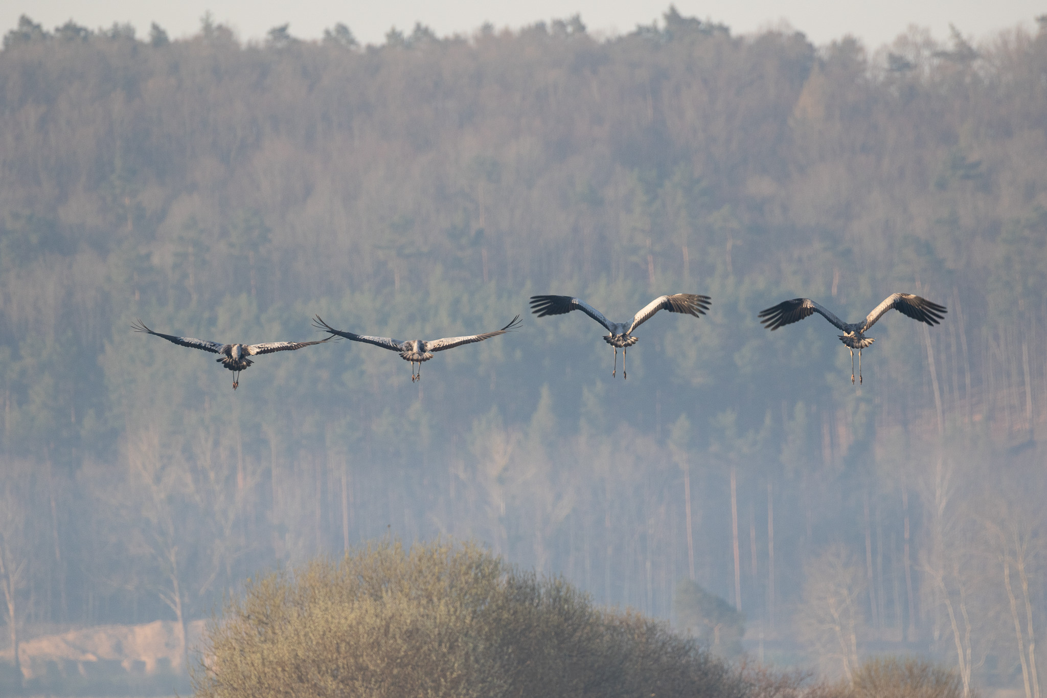 Żurawie Grus Grus