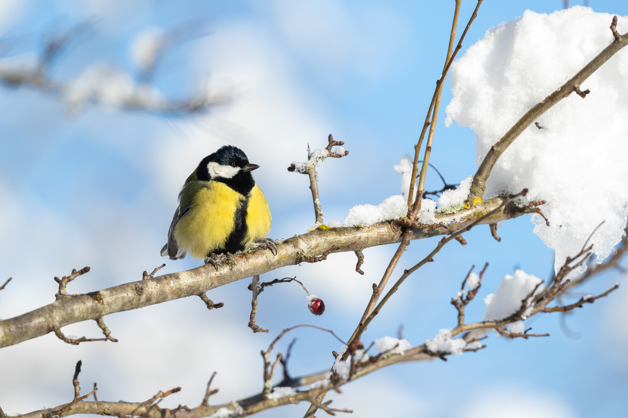Bogatka Parus major