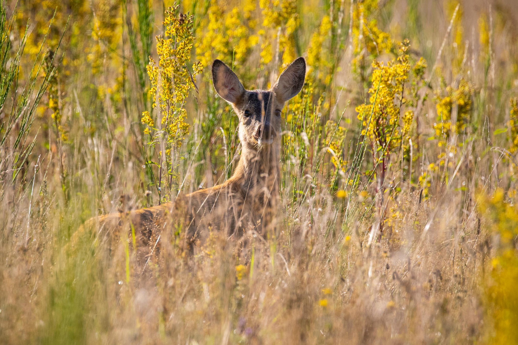 Młoda sarna Capreolus capreolus