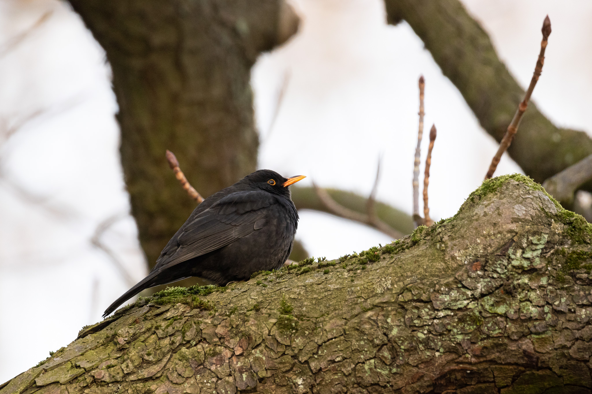 Kos siedzący na drzewie