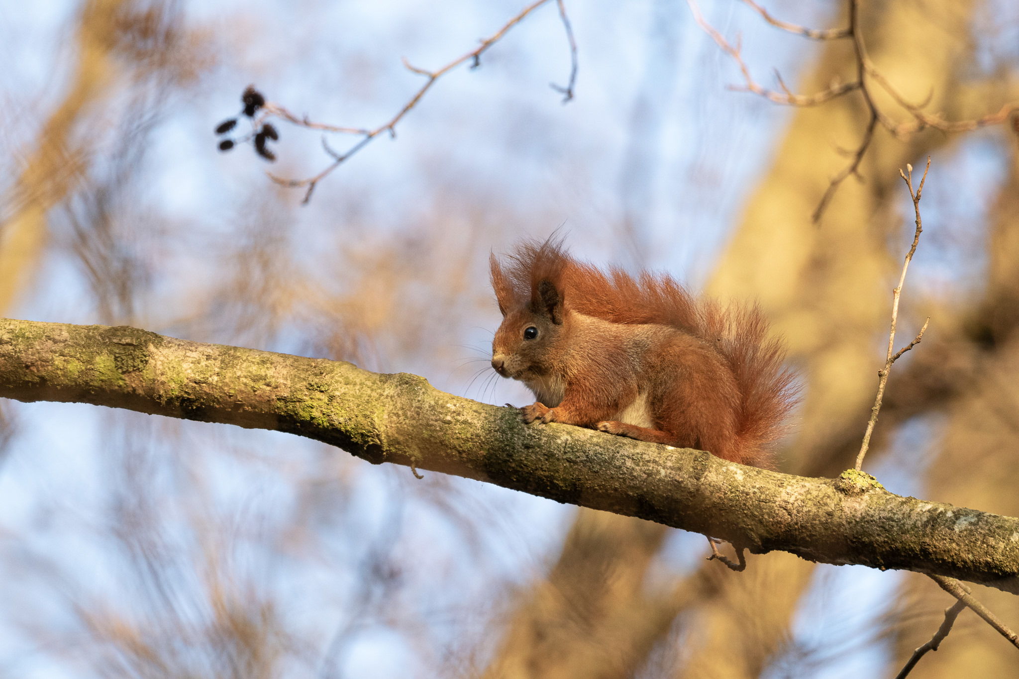 Wiewiórka pospolita na konarze