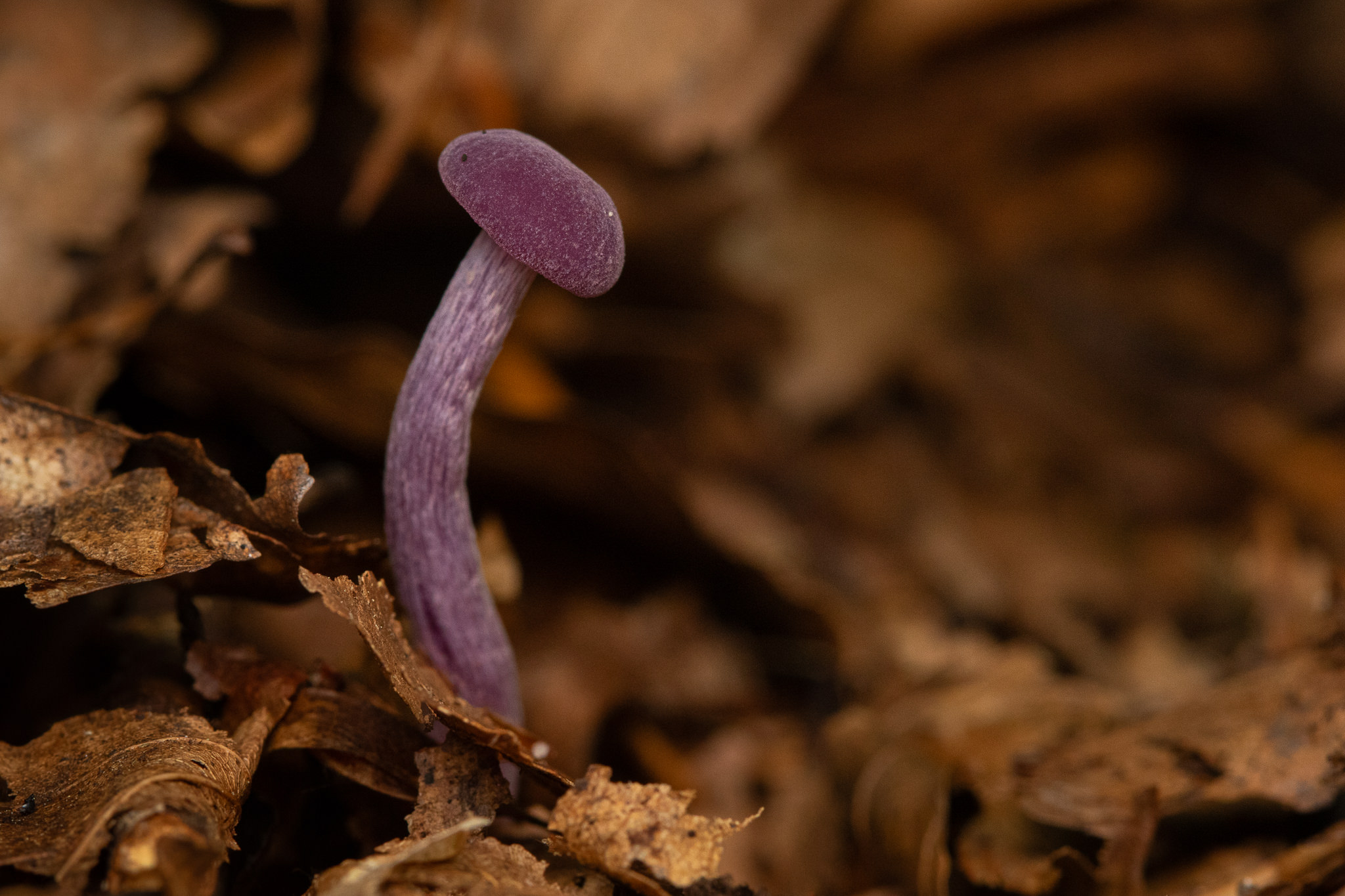 Lasówka ametystowa Laccaria amethystina