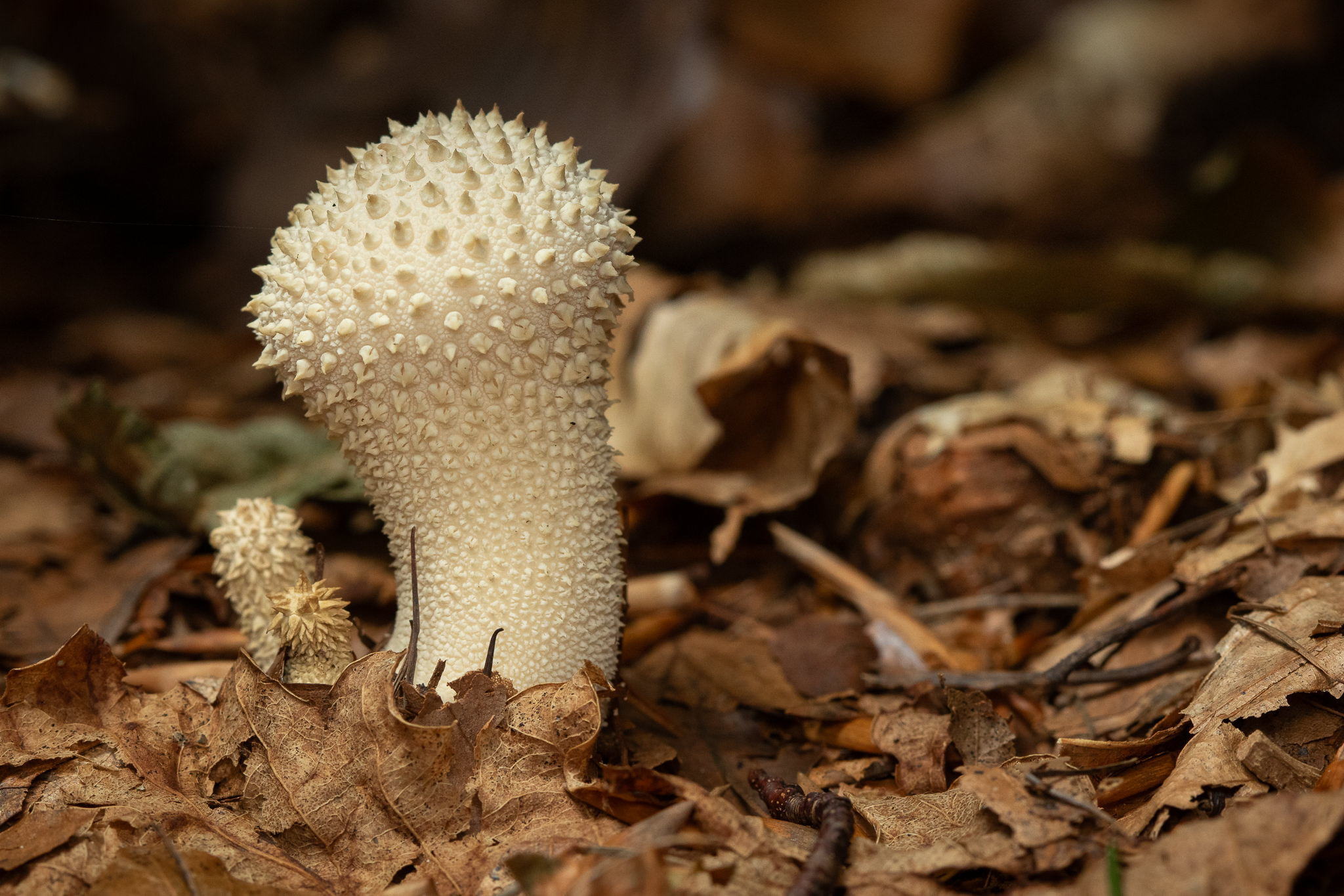 Purchawka chropowata Lycoperdon perlatum