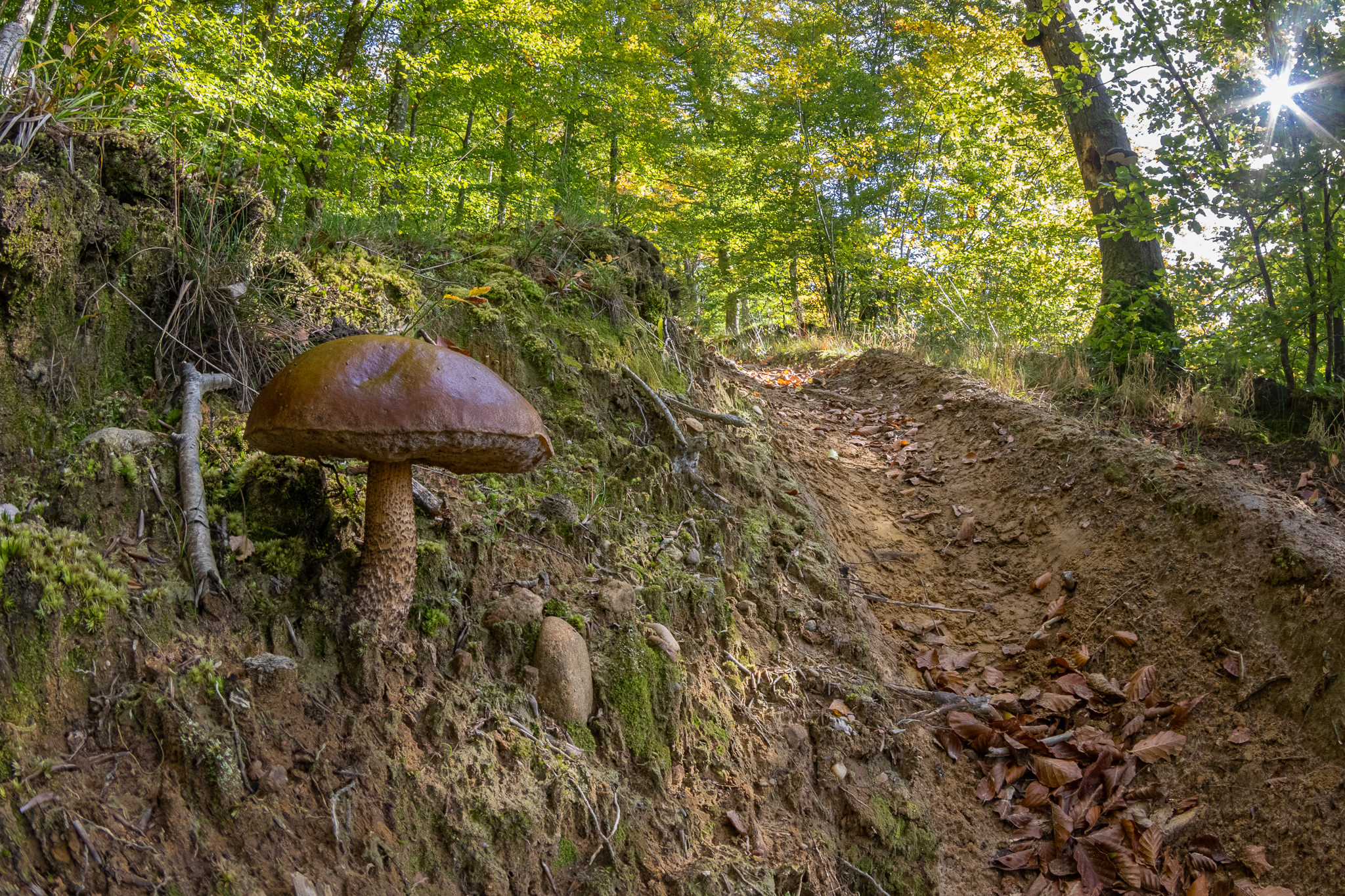 Koźlarz Leccinum w bukowym lesie