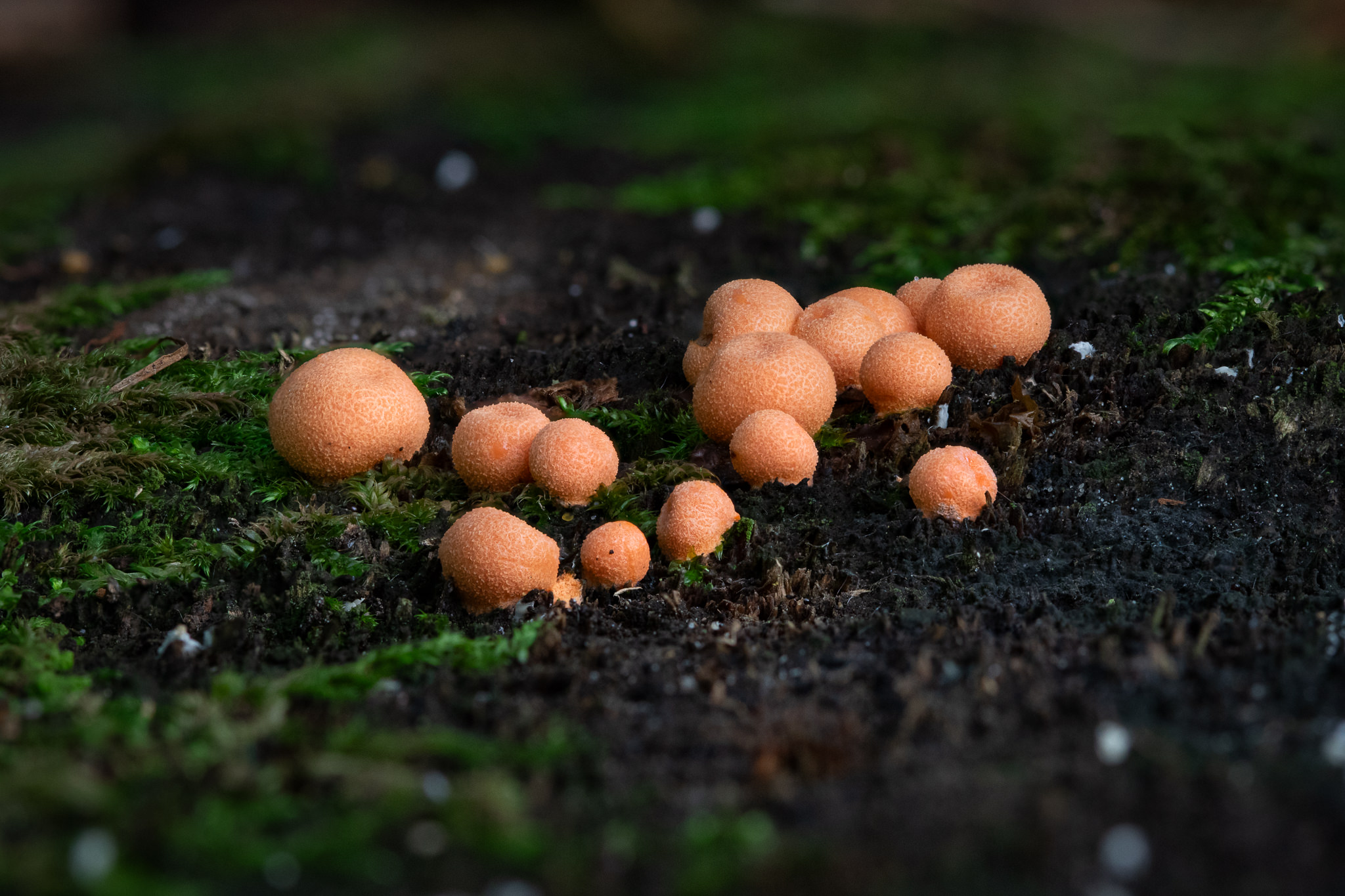 Rulik Nadrzewny Lycogala epidendrum